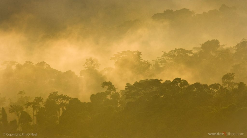 Gallery Forest at Sunrise in Republic of Congo