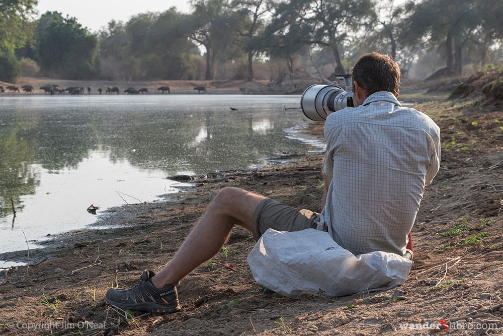 Photographing African Buffaloes Drinking Water at a Lake in Mana Pools, Zimbabwe