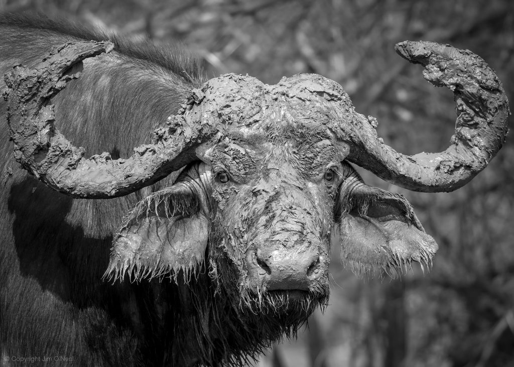 Black and White Image of Cape Buffalo Covered in Mud in South Luangwa National Park, Zambia