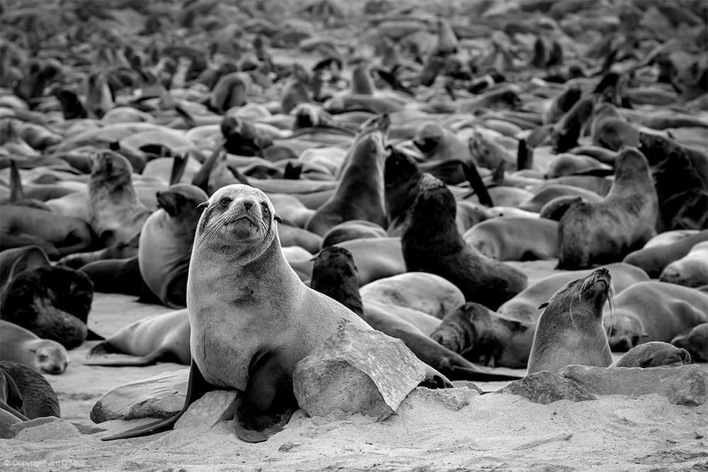 Black and White Image of Cape Fur Seals at Cape Cross, Namibia