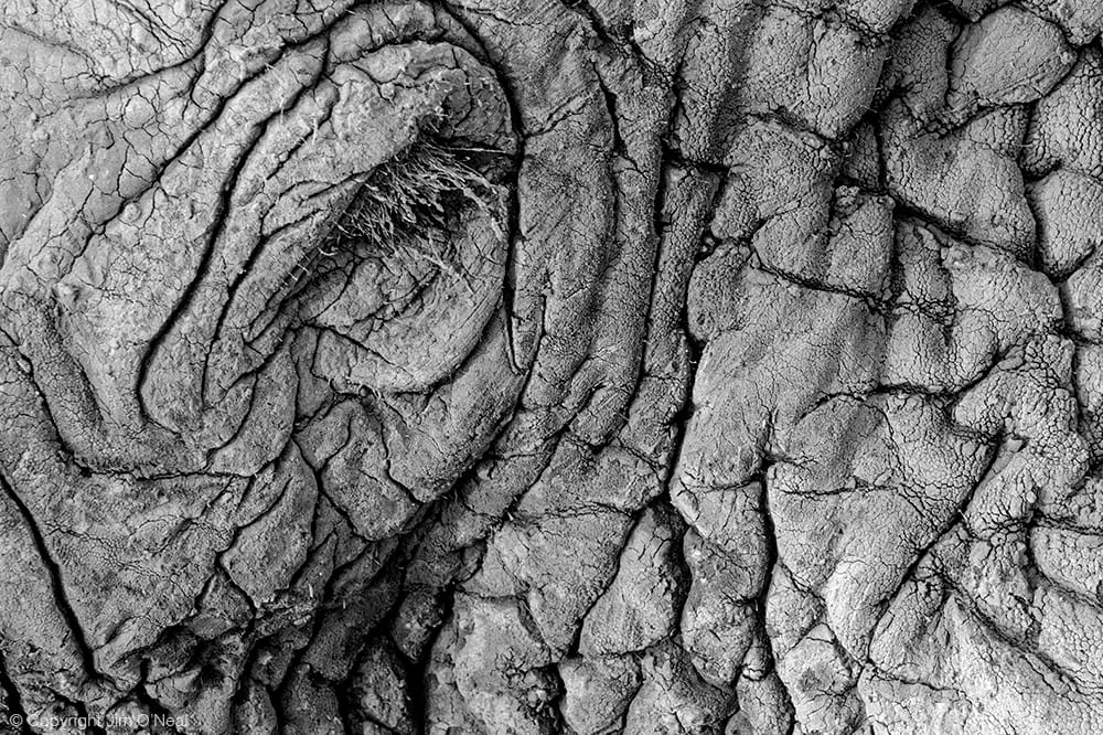 Close-Up Black and White Image of African Elephant's Eye in Etosha National Park, Namibia