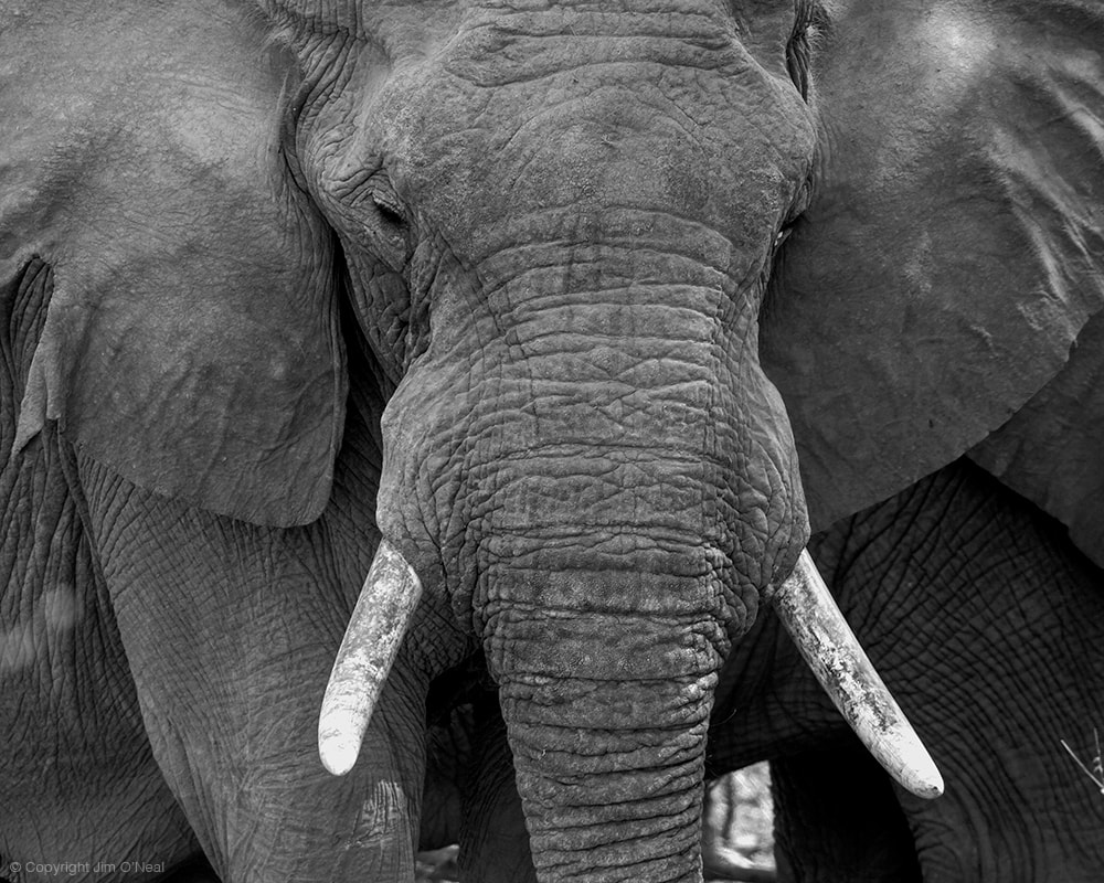 Close-Up Black and White Image of an African Elephant in Ruaha National Park, Tanzania