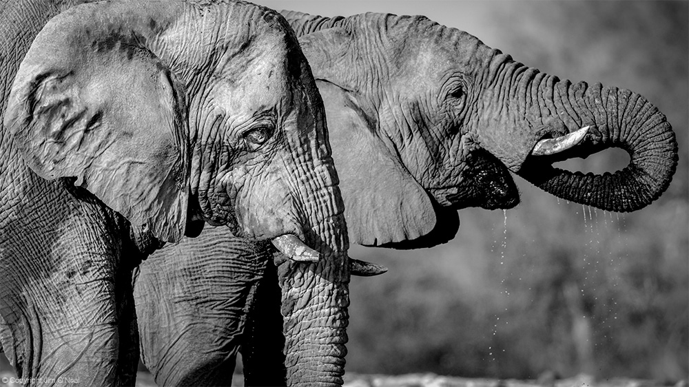 Black and White Image of Two African Elephants Drinking Water in Etosha National Park, Namibia