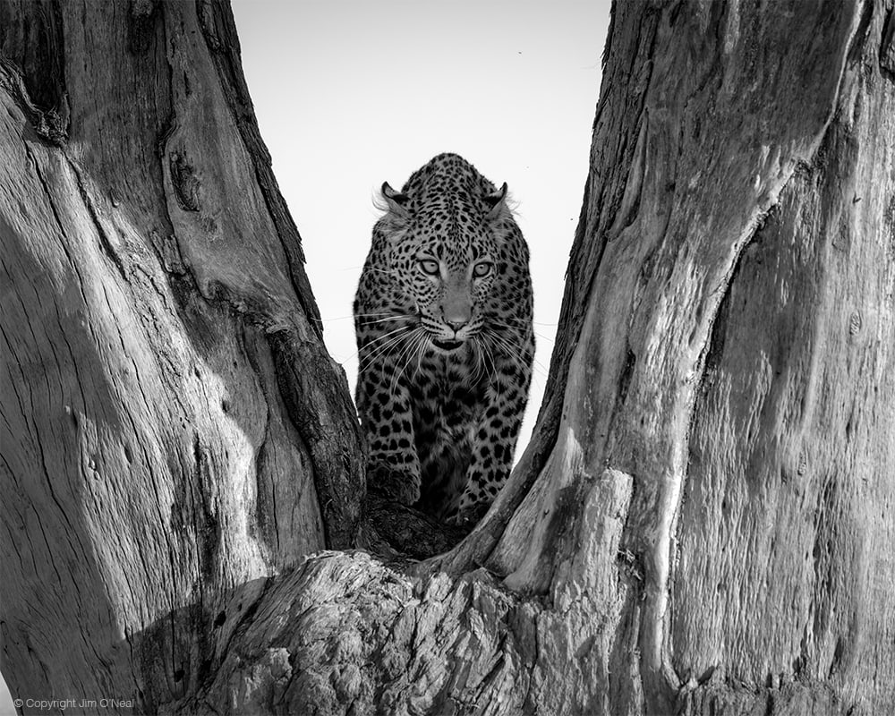 Black and White Image of Leopard in a Tree in Khwai, Botswana