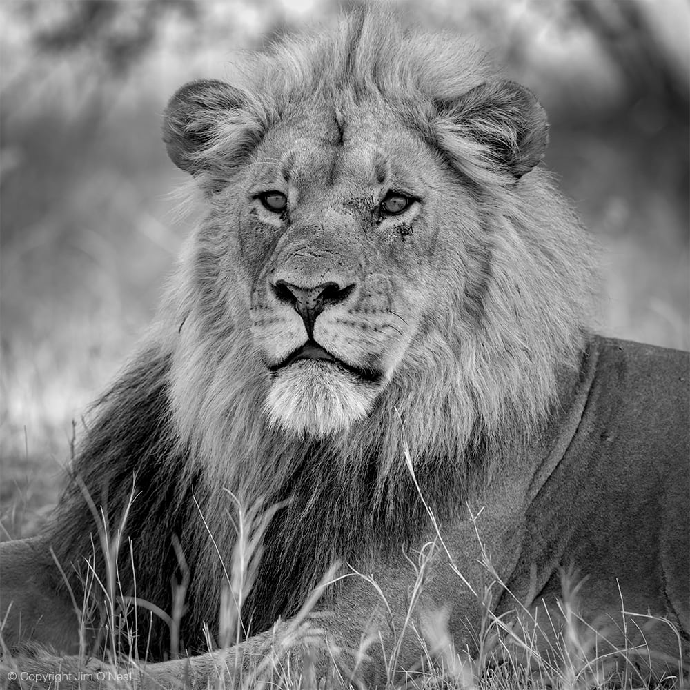 Black and White Image of Male Lion in Khwai, Botswana