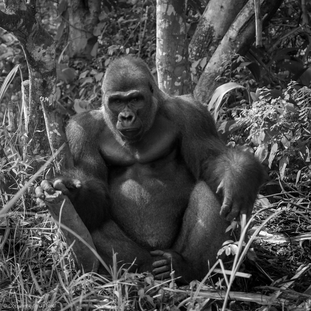 Black and White Image of Western Lowland Gorilla in Lefini Reserve, Republic of Congo