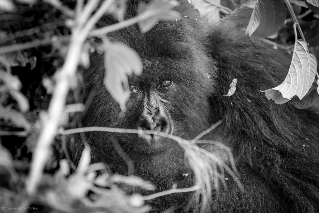 Black and White Image of Mountain Gorilla Peeking Through Tree Branches in Volcanoes National Park, Rwanda