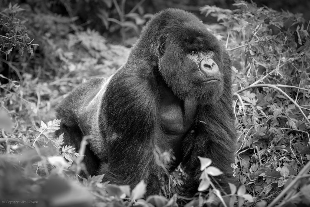 Black and White Image of Silverback Mountain Gorilla in Volcanoes National Park, Rwanda