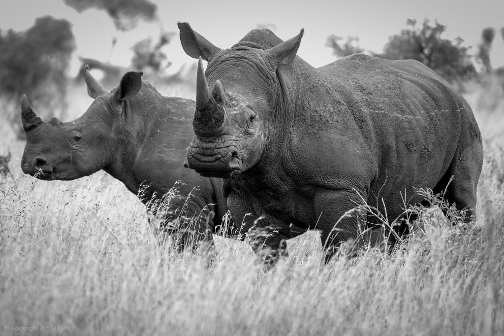 Black and White Image of White Rhinos standing in tall grass in Kruger National Park, South Africa
