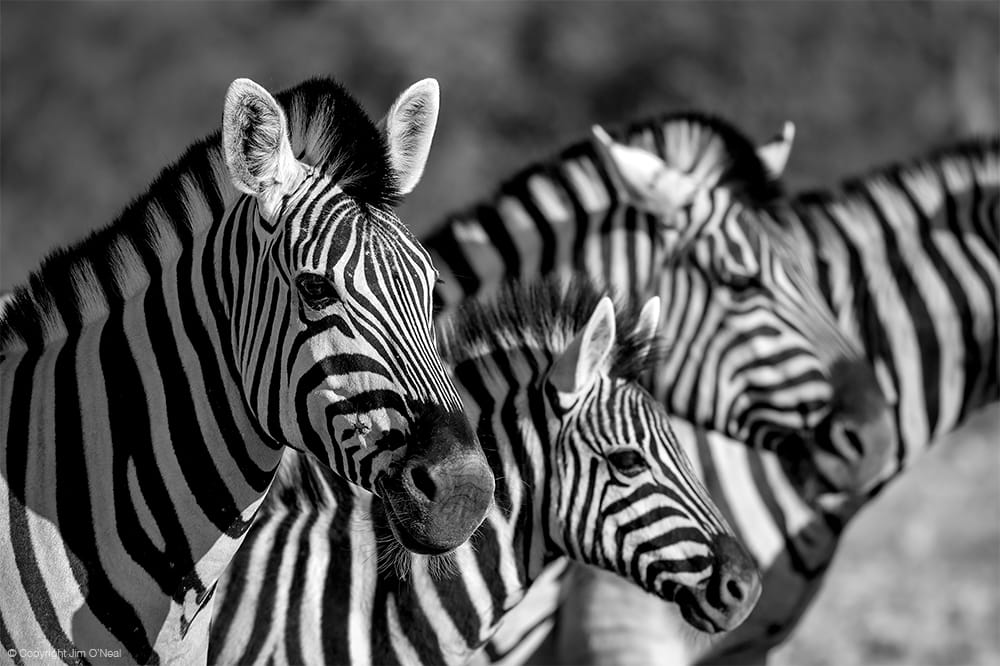 Black and White Image of Zebras in Etosha National Park, Namibia