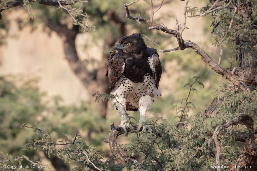 A martial eagle searching for prey in Kgalagadi Transfrontier Park, South Africa