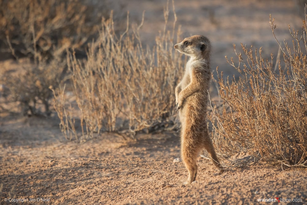 A meerkat stands guard in Kgalagadi Transfrontier Park, Kalahari Desert, South Africa