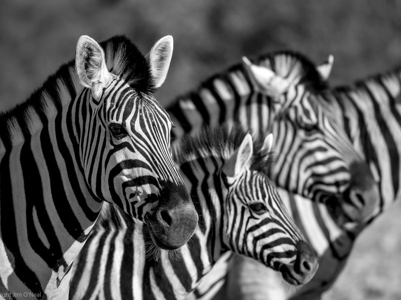 Timeless Africa: 12 Black and White Wildlife Images