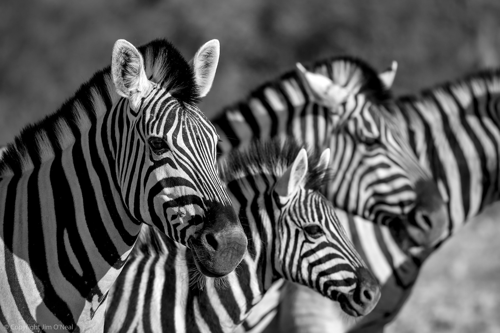 Timeless Africa: 12 Black and White Wildlife Images