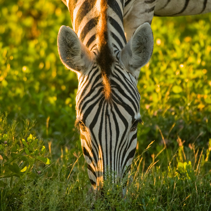 Etosha Nat’l Park, Namibia