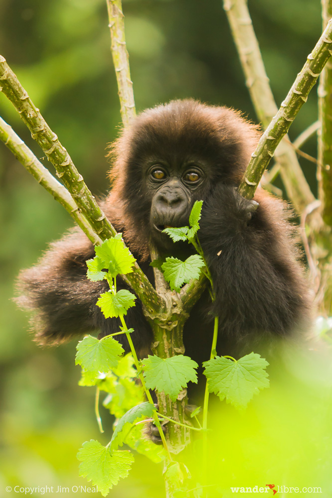 A baby mountain gorilla climbing a tree in Volcanoes National Park, Rwanda