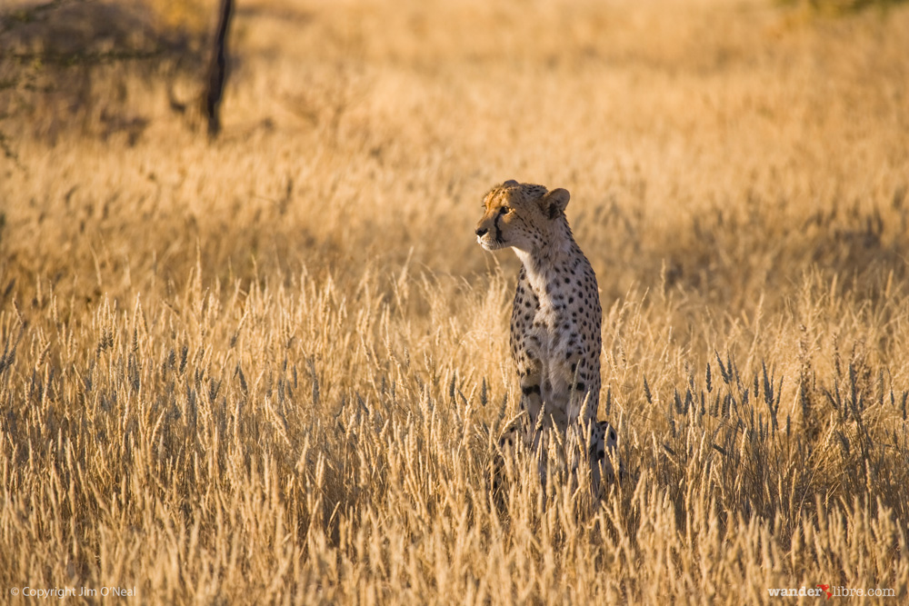 Cheetah in late afternoon light, Namibia