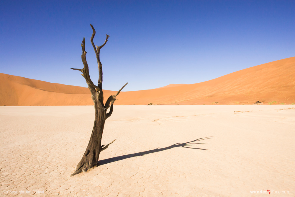 Tree casting shadow Deadvlei, Namibia