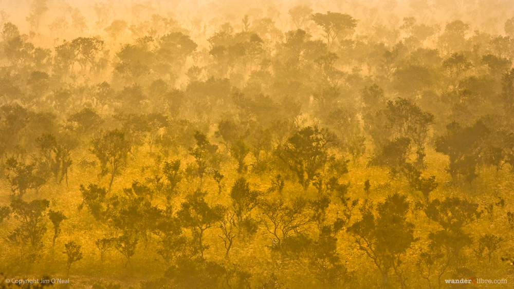 Gallery forest ablaze by early morning light, Republic of Congo