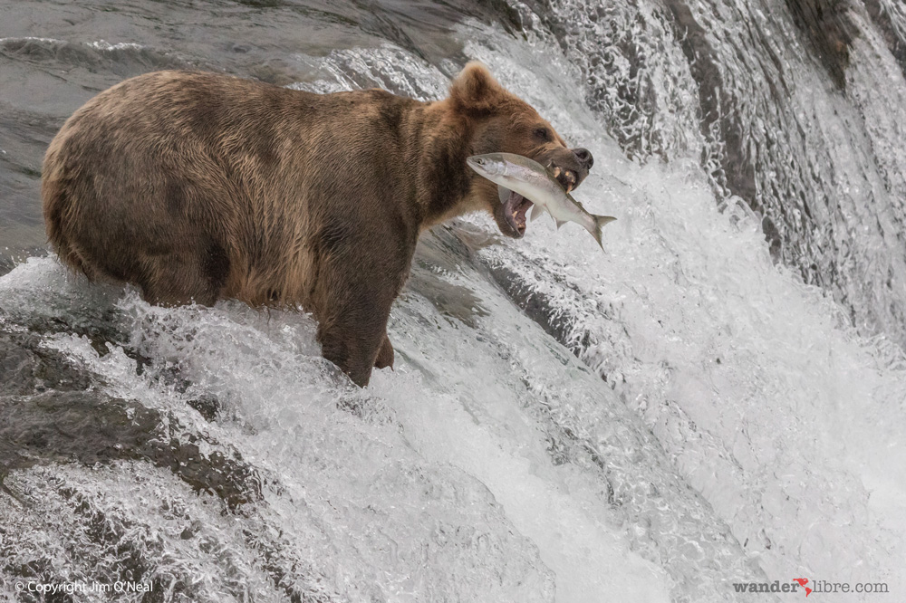 Grizzly catching salmon at Brooks Falls, Katmai National Park, Alaska