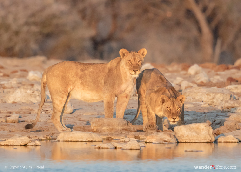 Two female lions drinking at waterhole in Etosha National Park, Namibia
