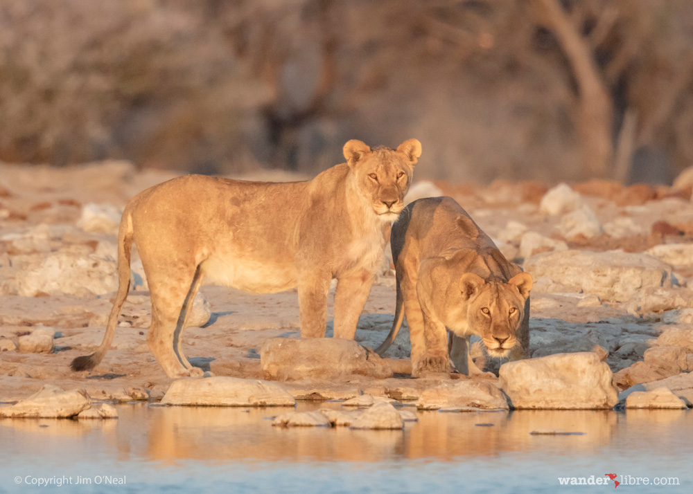 Two female lions drinking at waterhole in Etosha National Park, Namibia
