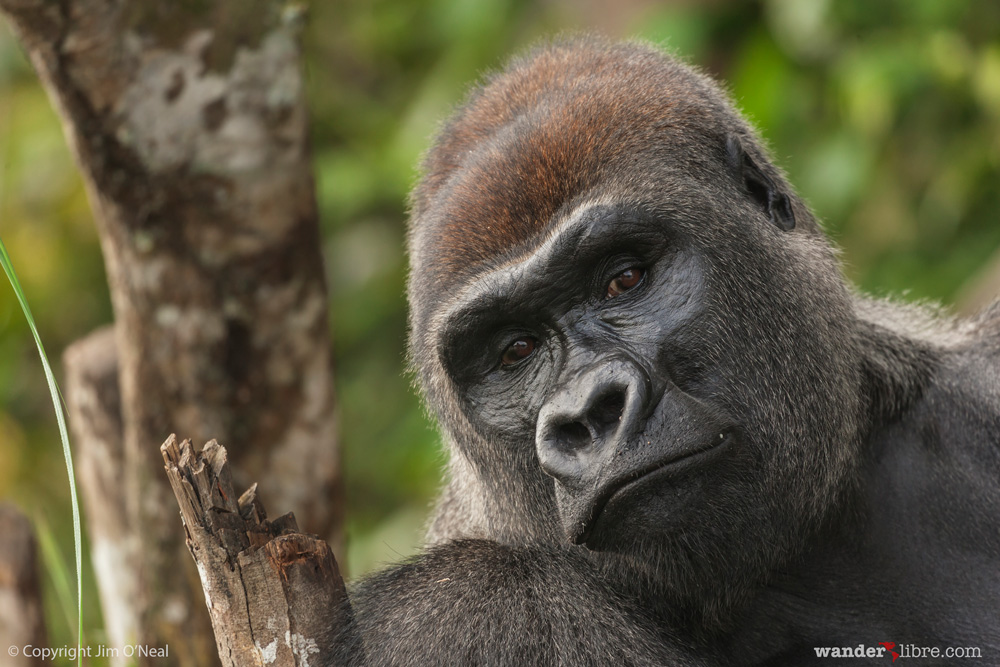 Western lowland gorilla relaxing, Republic of Congo