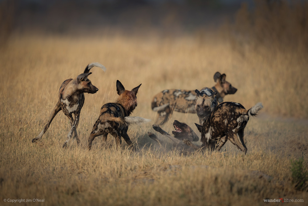 Wild Dogs playing in Moremi Game Reserve, Botswana