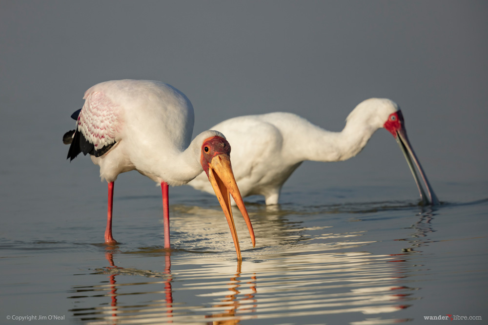 A yellow-billed stork fishing with a spoonbill stork, Moremi Game Reserve, Botswana