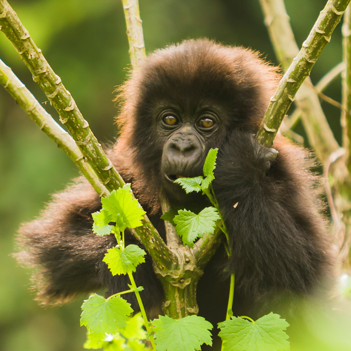 Volcanoes Nat’l Park, Rwanda