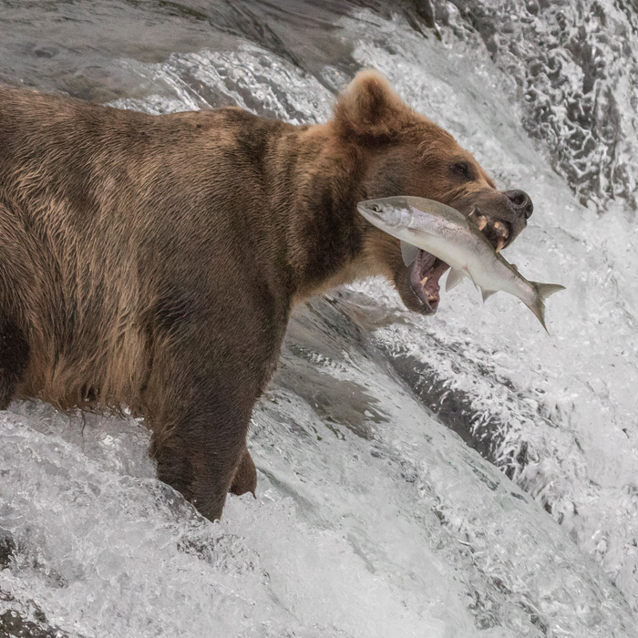 Katmai Nat’l Park, Alaska