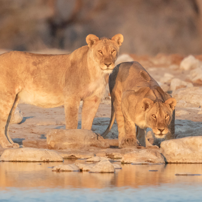 Etosha Nat’l Park, Namibia