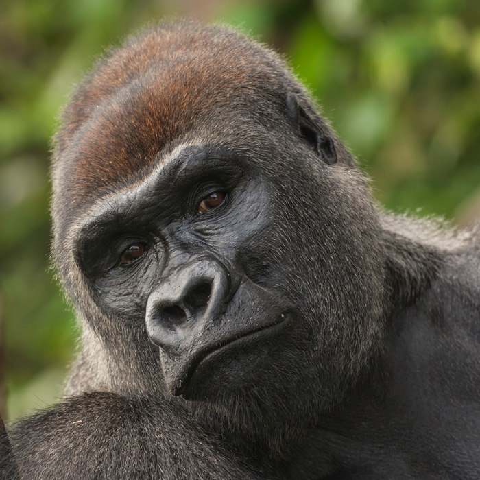 Lefini Reserve, Congo