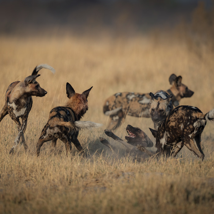 Moremi Game Reserve, Botswana