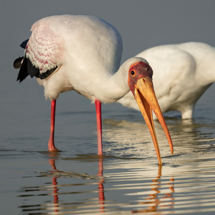 Moremi Game Reserve, Botswana