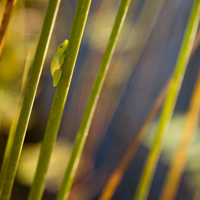 Okavango Delta, Botswana