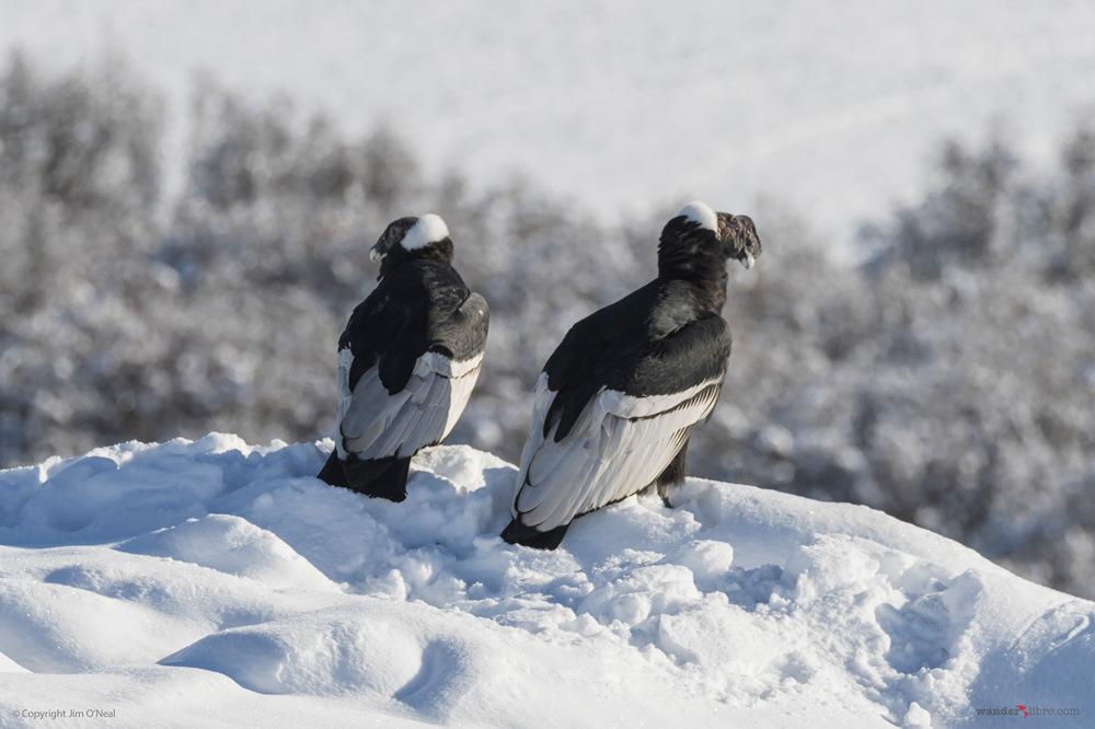 Two condors sitting on snowy cliff near Cerro Castillo in Patagonia, Chile