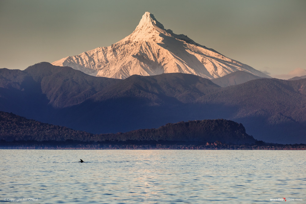 A dolphin swimming with Corcovado Volcano in background near Chaiten, Patagonia, Chile