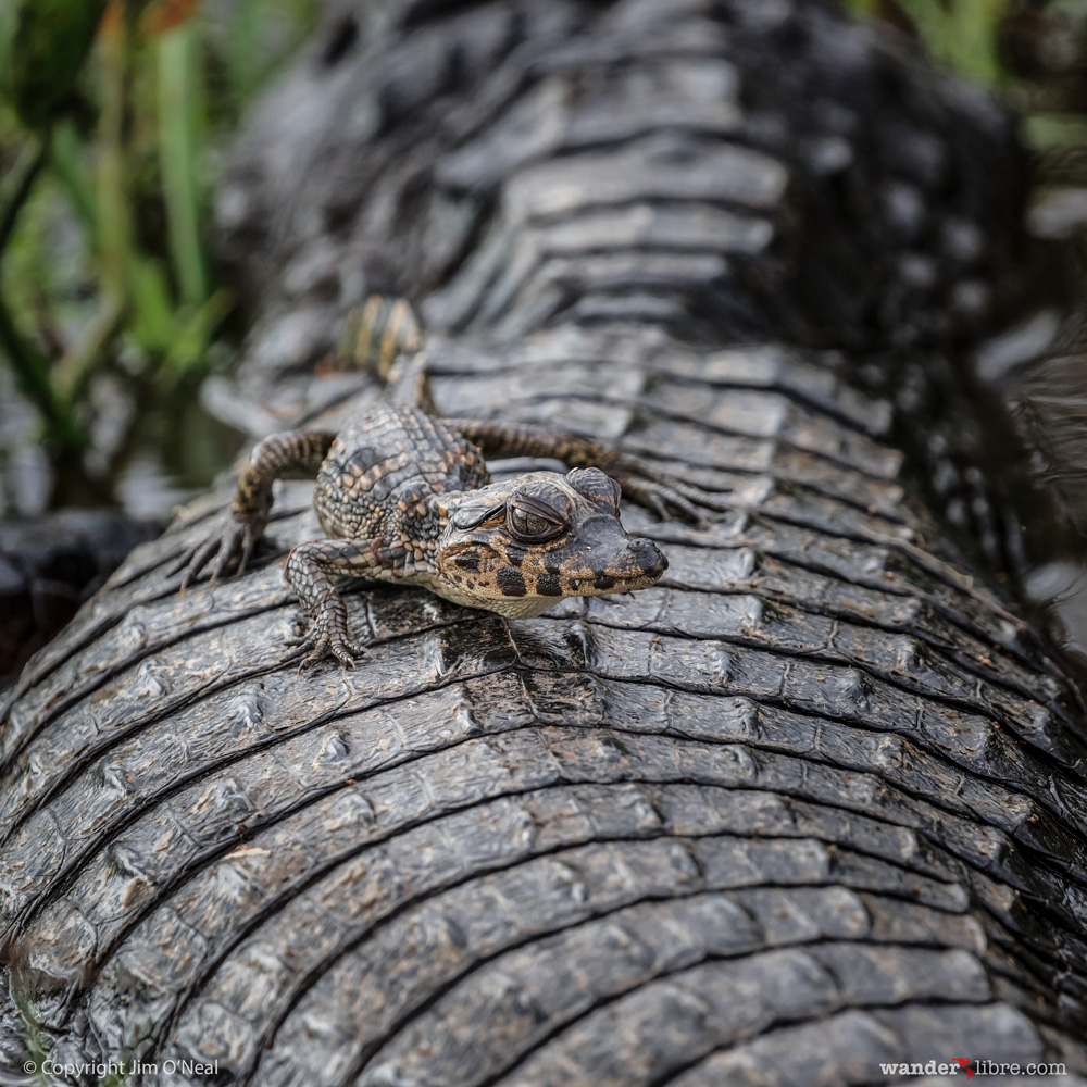 A baby caiman on the back of its mother in Ibera Provincial Reserve, Argentina