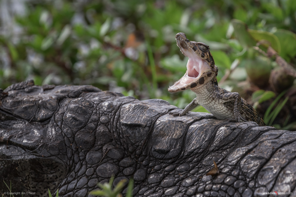 A baby caiman yawning on her mothers back in Ibera Reserve, Argentina