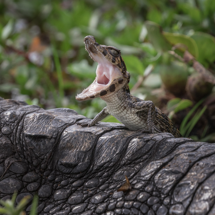 Ibera Reserve, Argentina