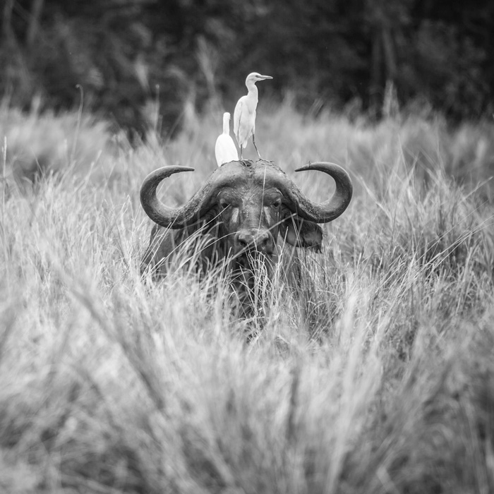 Maasai Mara, Kenya