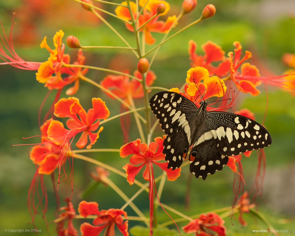 A butterfly on a bright orange flower in Kiang West National Park, Gambia.