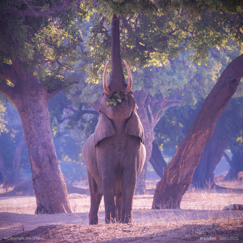 In Zimbabwe, an elephant stretches high into a tree in search of food with Mana Pools characteristic blue haze in the background.