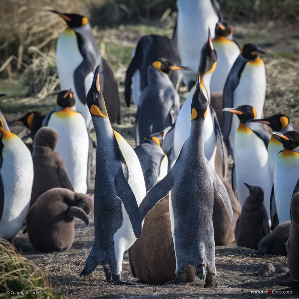 A pair of king penguins with their chick at Pinguino Rey in Tierra del Fuego, Chile