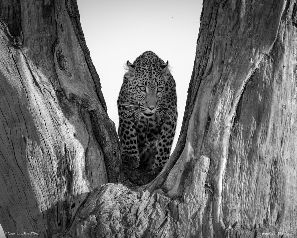 A leopard scouts the area from a perch in the trees in Khwai, Botswana.