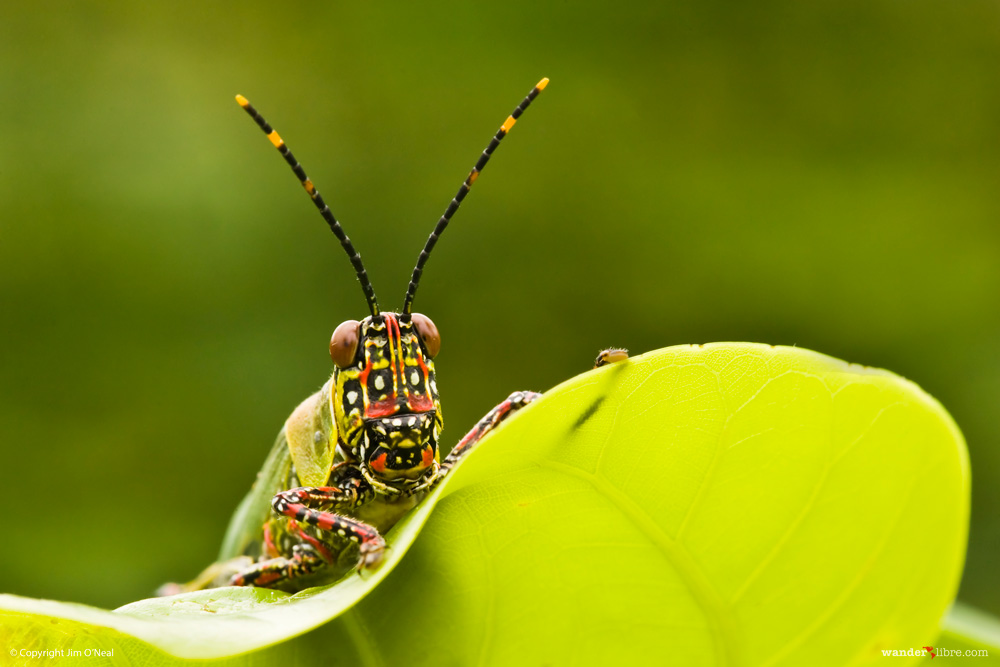 A colorful portrait of a variegated grasshopper taken in Wli Falls, Ghana, West Africa.