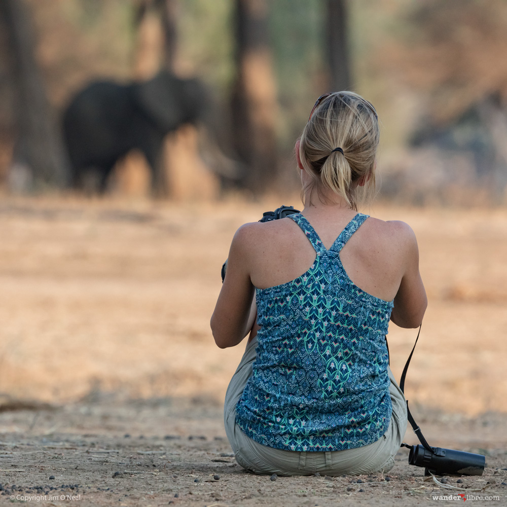 Walking with elephant in Mana Pools National Park, Zimbabwe
