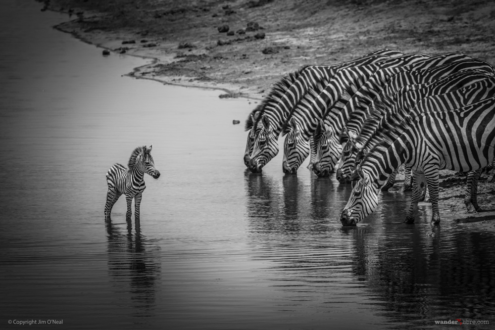 A zebra herd drinking along the Kwando River in Mudumu National Park, Namibia