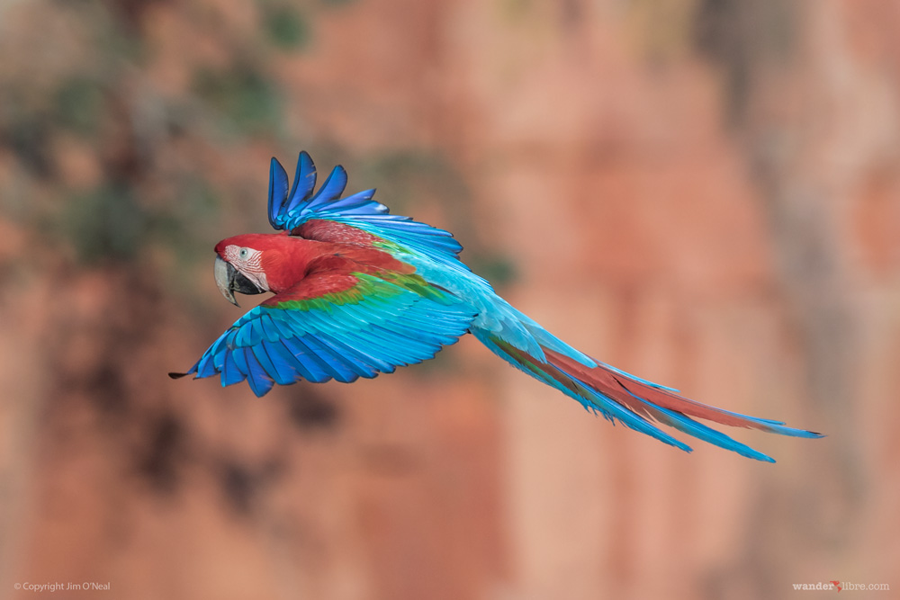 A red-and-green macaw flies across the sink hole at Buraco Das Araras, Brazil.